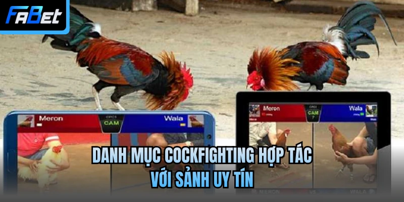 Danh mục cockfighting hợp tác với sảnh uy tín