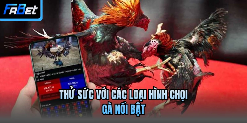 Thử sức với các loại hình chọi gà nổi bật
